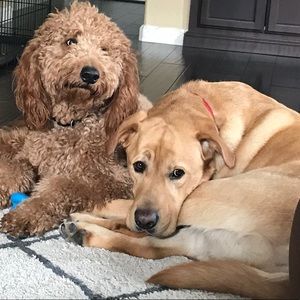 Meet your Posher, Patsy